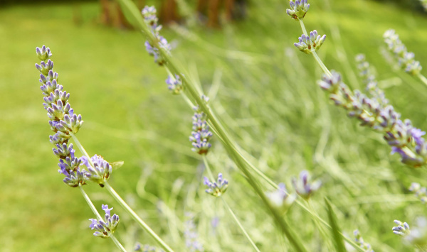 Lavendel-Traum