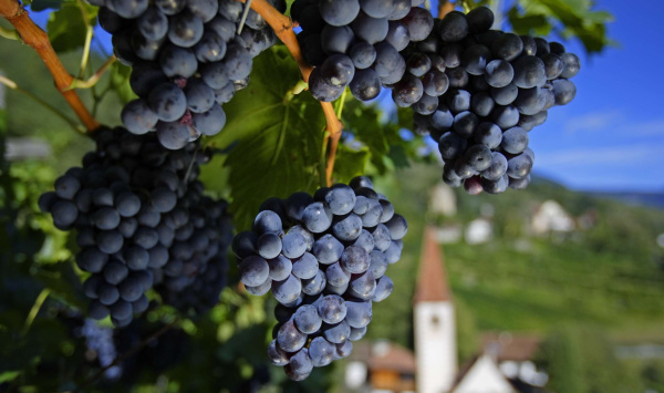 Meraner Wellnessbehandlung mit Weintrester