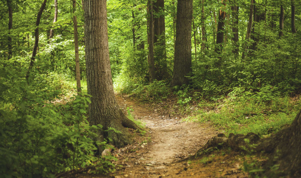 Forest Bathing