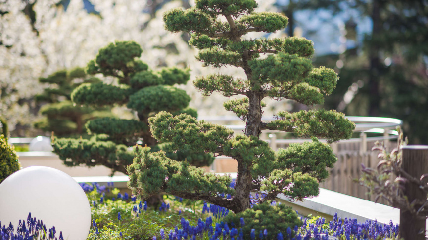 Bonsai Lounge nel Park Hotel Mignon