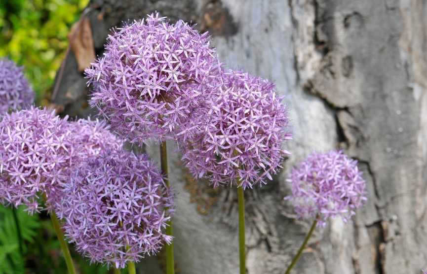 Un mare di fiori